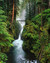Into the Forest