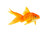 Goldfish group