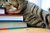Books and cats