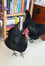 The Book Chooks