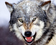 Call of the Wild: Buck's transformation into a wild beast