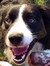 Happydog