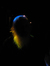 Sparrow