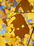 yellow tree