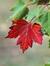 RedSycamore