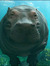 Graceful-Hippo