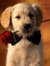 Puppy Love
