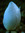 wolf spirit | 22 comments