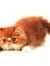 Fatgingercat