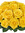 Yellow Rose