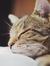 Lily (Night Owl Book Cafe)