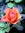 Varian Rose