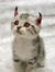 that cute little red-eyed kitten
