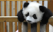 Zixuan Zixuan