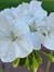 KrisAnne Spring