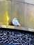 زهراء