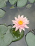 Vatsala