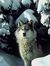 David Lobo De Nieve