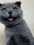 Matchedmeow