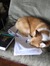 Corgi Folk