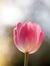 Hafsa Yusuf