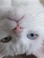 4cats