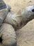 tortoise dreams