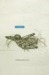Cosmos by Witold Gombrowicz
