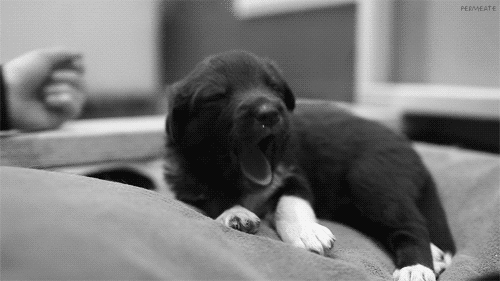 photo tumblr_n5s7wb14Sp1rks5xoo1_500_zpsd6971541.gif